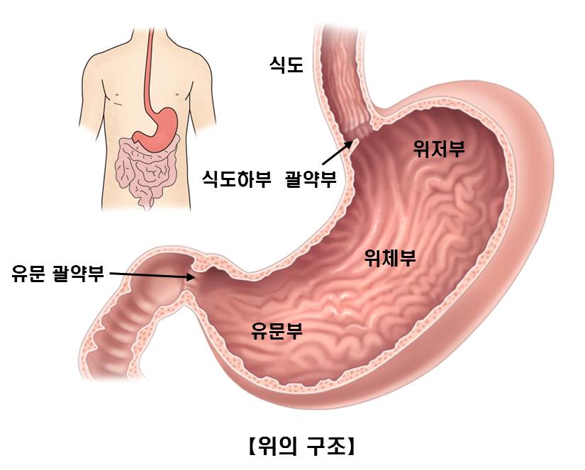 위선종