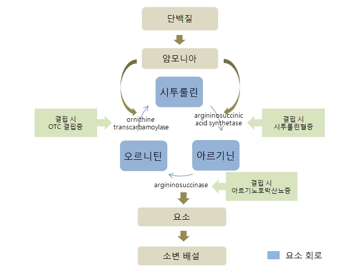 시트룰닌혈증