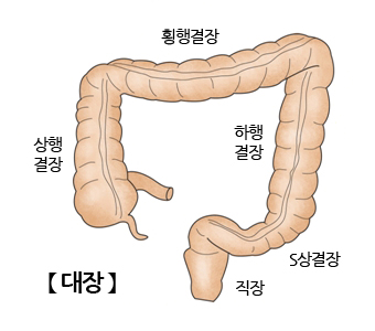 대장