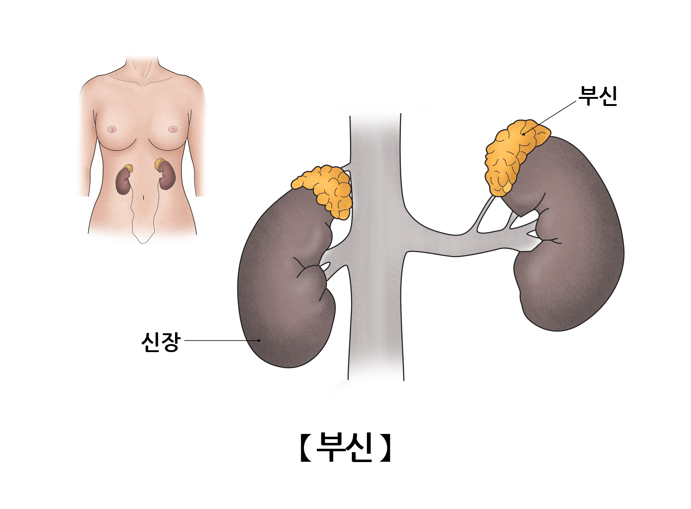 부신