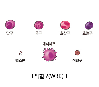 백혈구