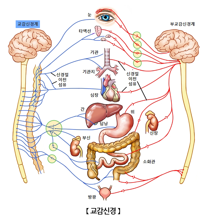 교감신경