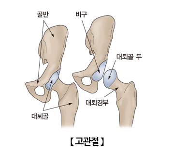 고관절