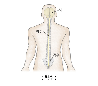 척수