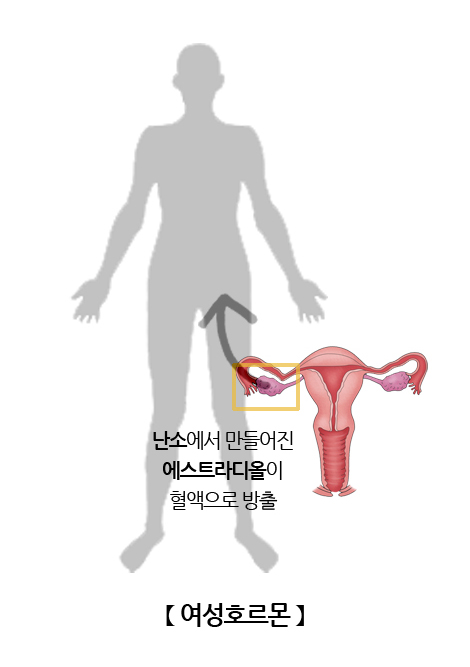 여성호르몬