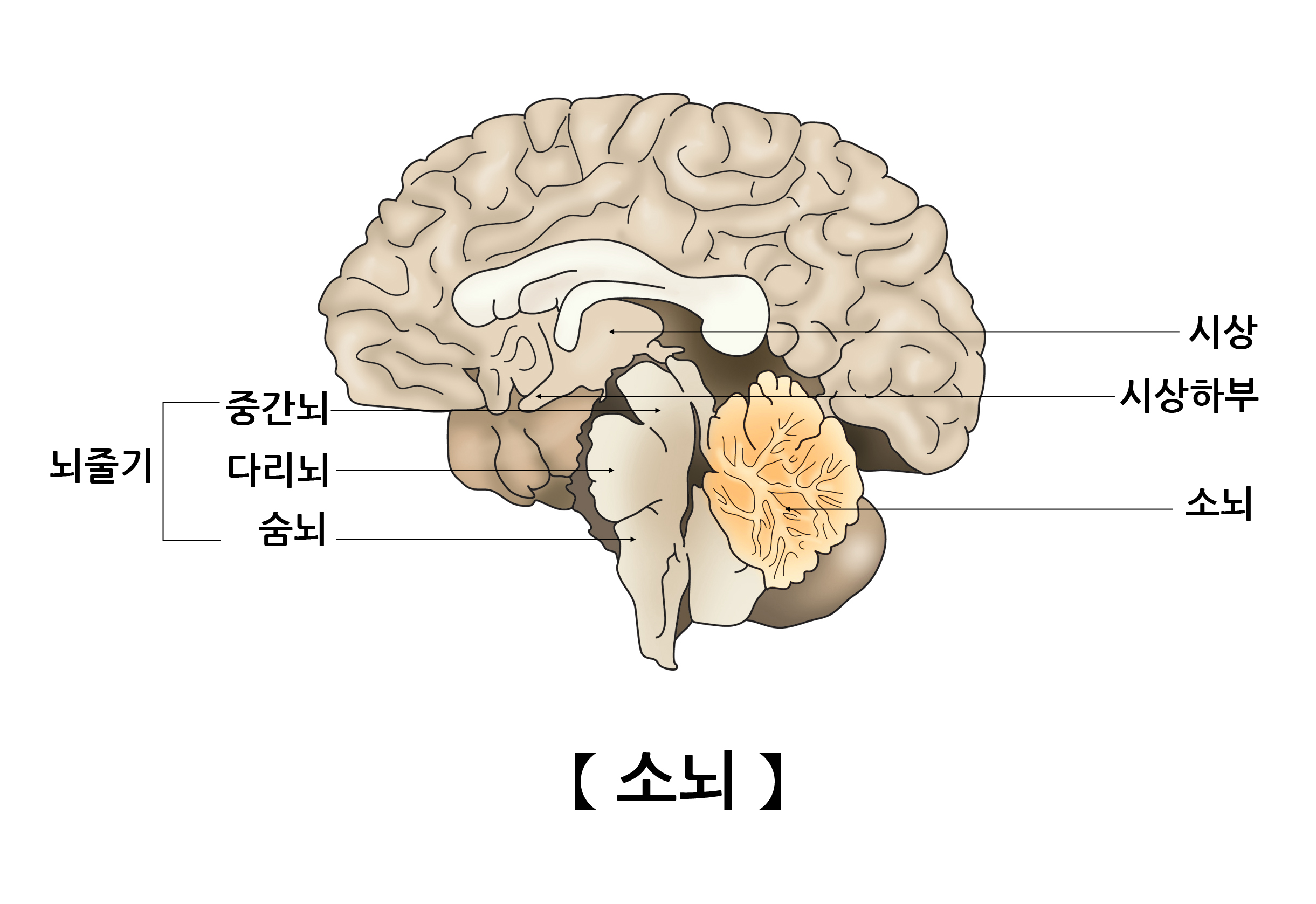 소뇌