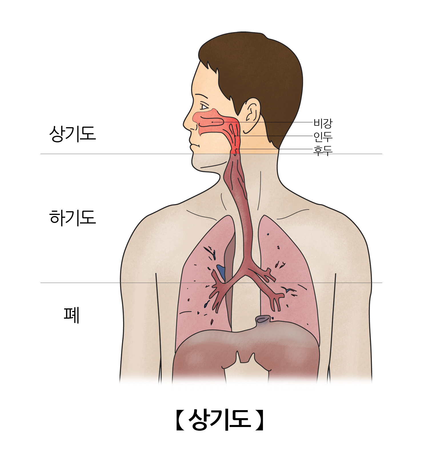 상기도