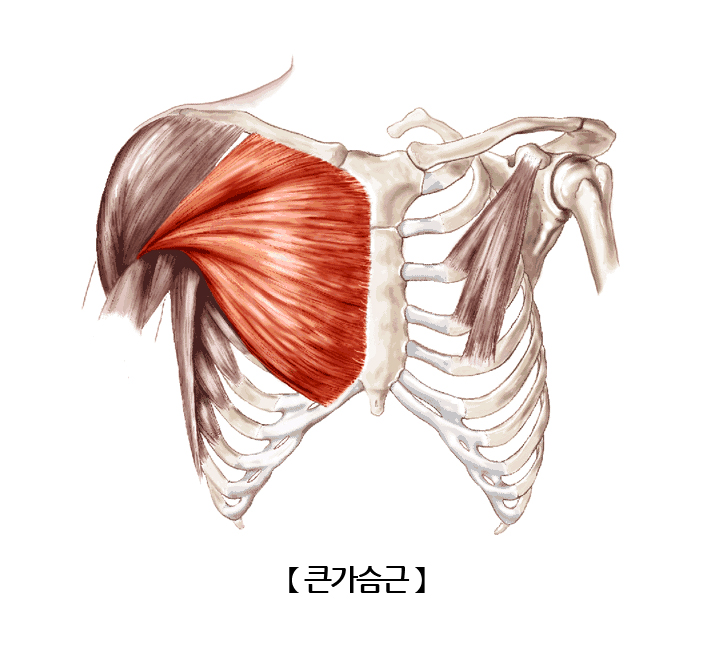 큰가슴근