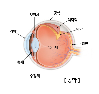 공막